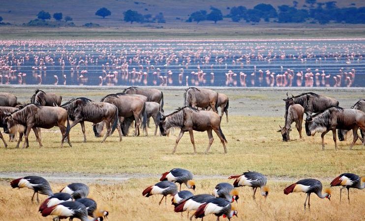 Lake Manyara National Park day trip safari tree-climbing lions flamingos elephants